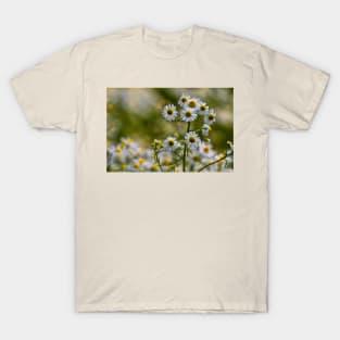 English Wild Flowers - Chamomile T-Shirt